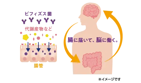 ビフィズス菌MCC1274効果イメージ